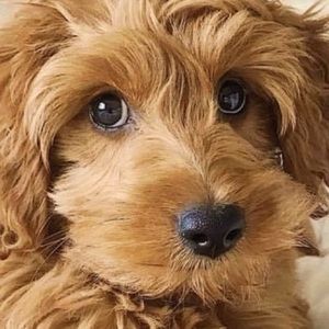 Meet your Posher, Cory